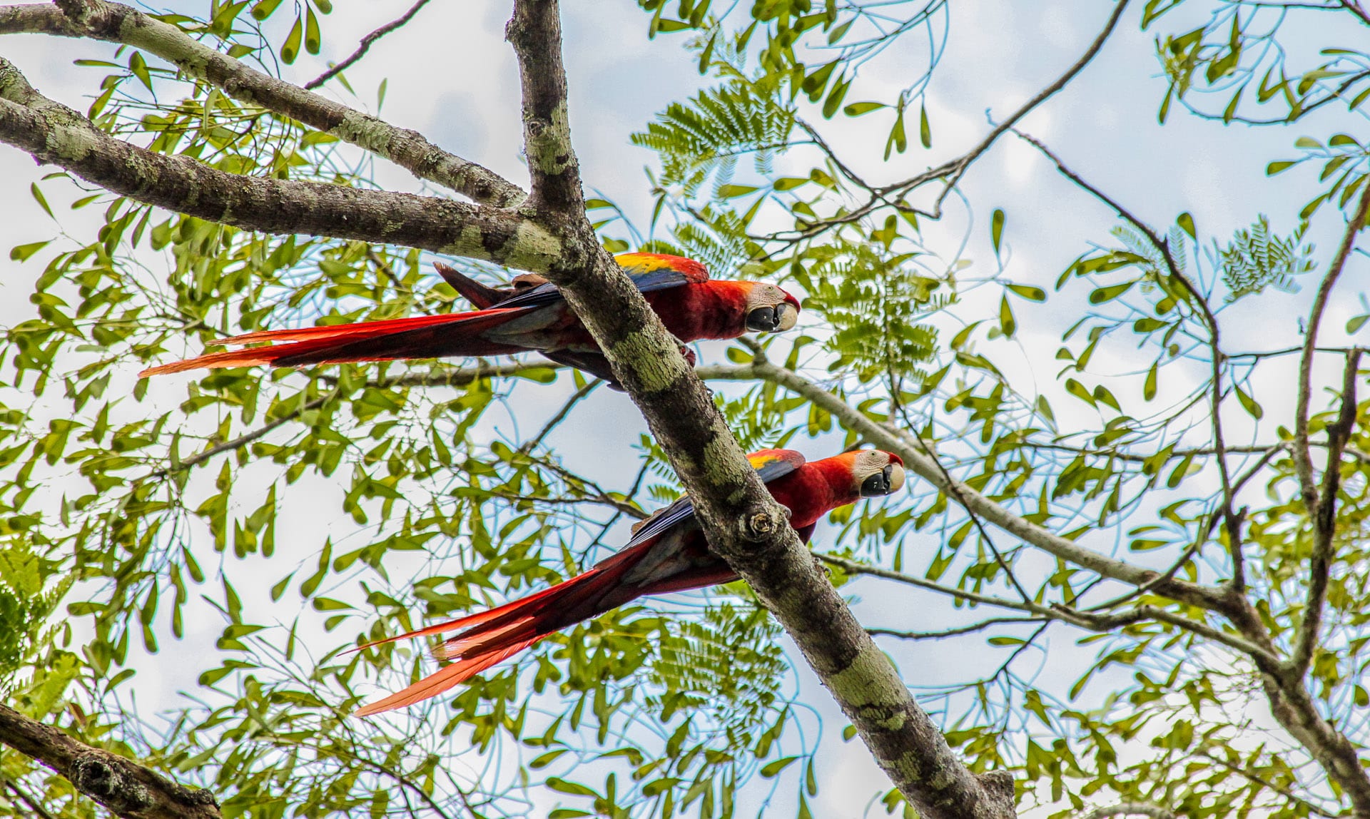 scarlet macaw trees belize