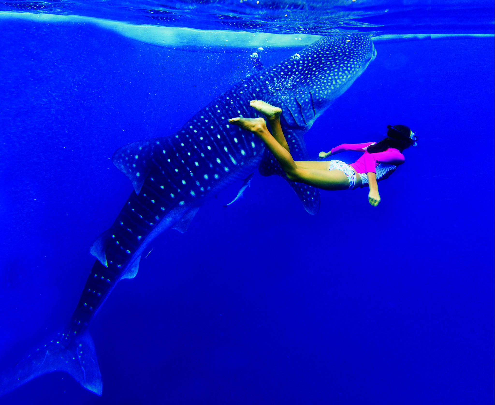 Swimming with Whale Sharks in Belize