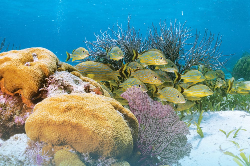 This image has an empty alt attribute; its file name is Oceana-Issue2-01-1000x667.jpg