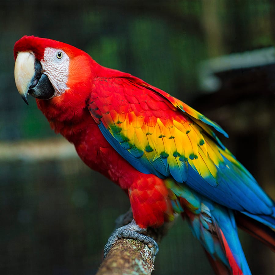 Scarlet Macaw Rainforest Alliance