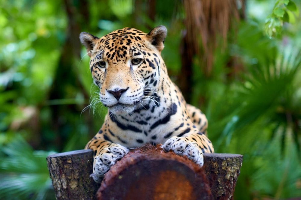 Jaguar Sanctuary in Belize