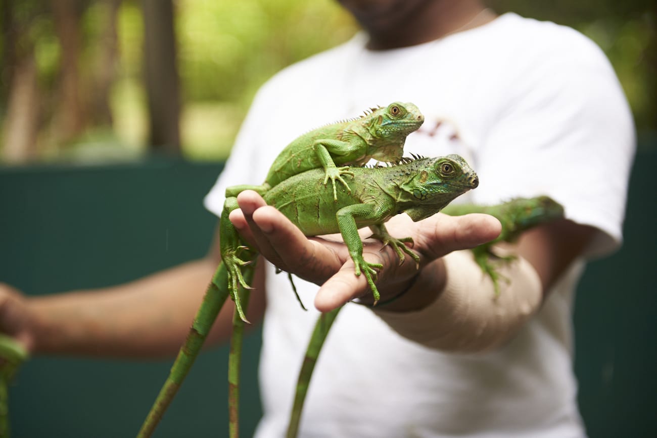 Green Iguana wildlife spotting belize