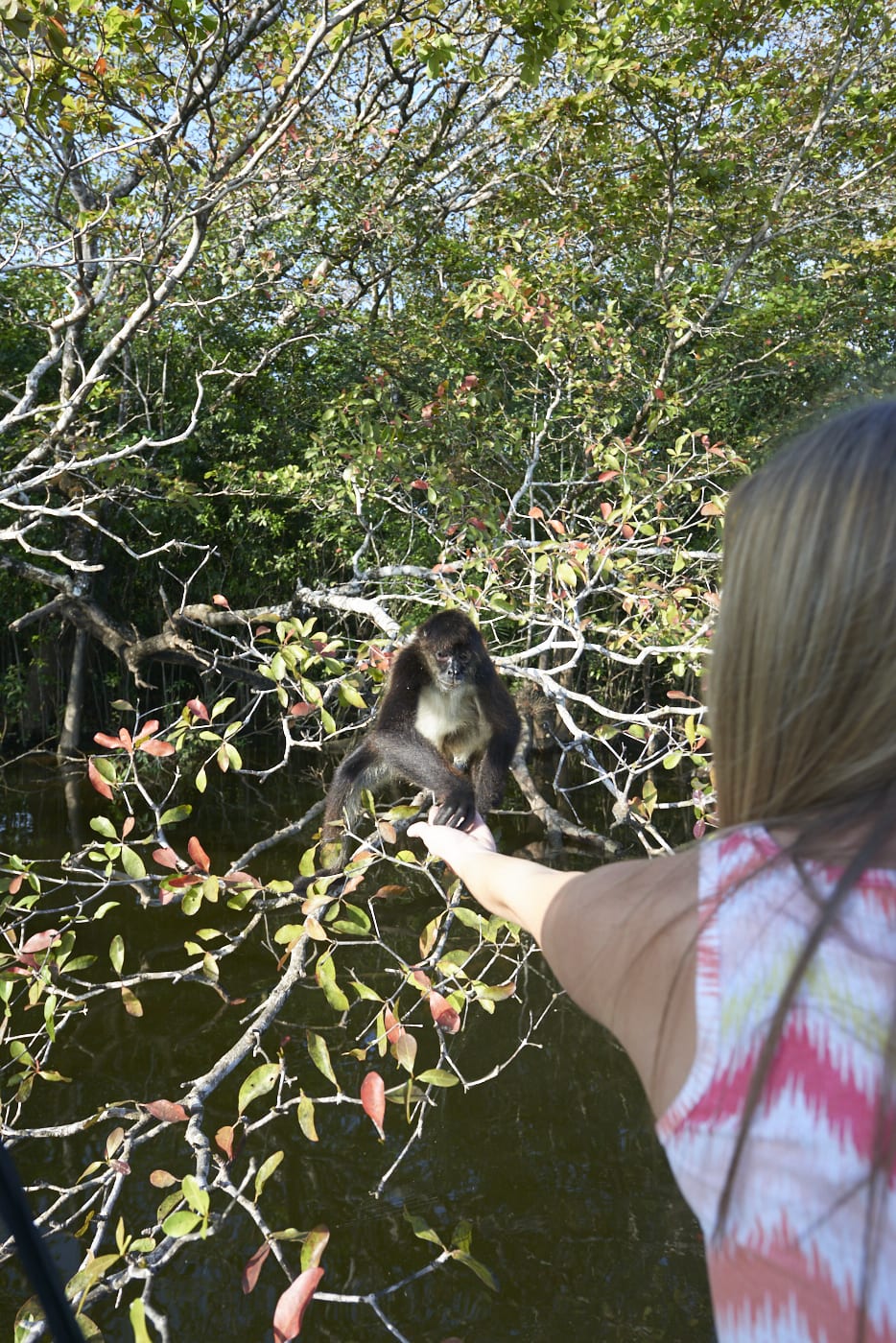 monkey river tour