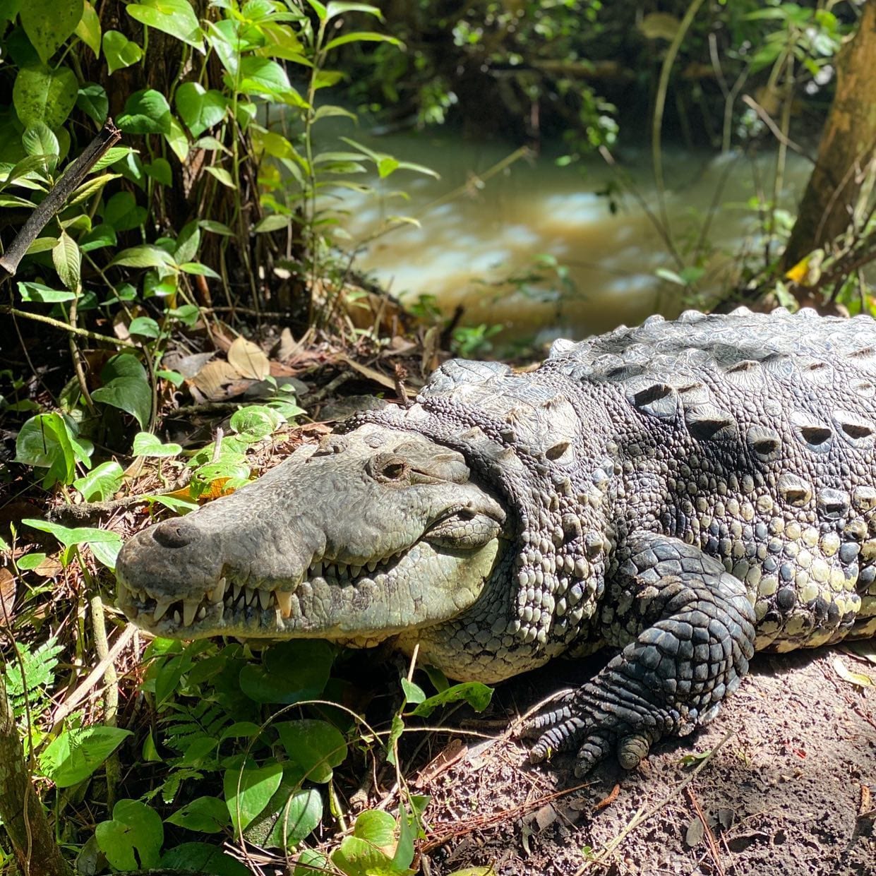 Get Up Close With Belize Crocodiles on This Amazing Adventure Tour