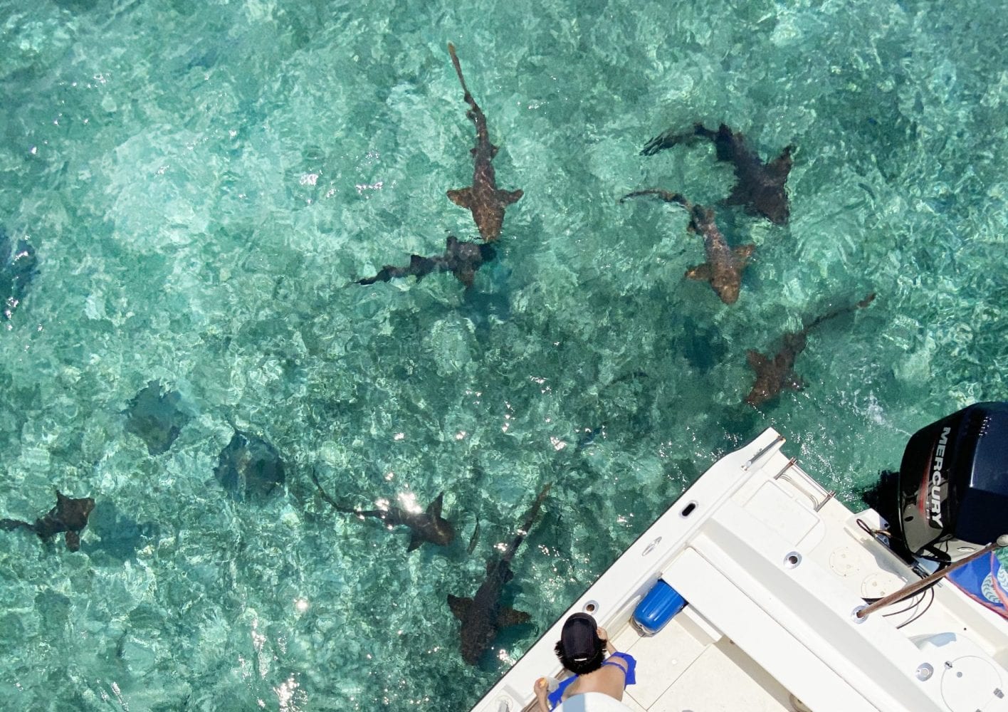 sting rays nurse sharks