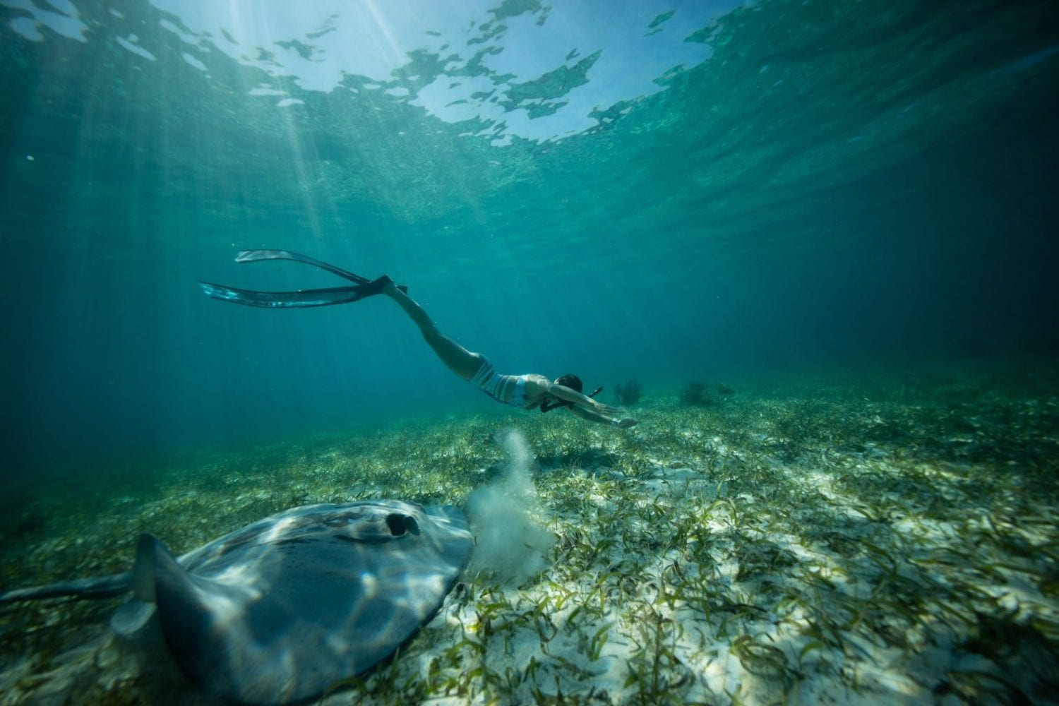 underwater stingray ranguana caye