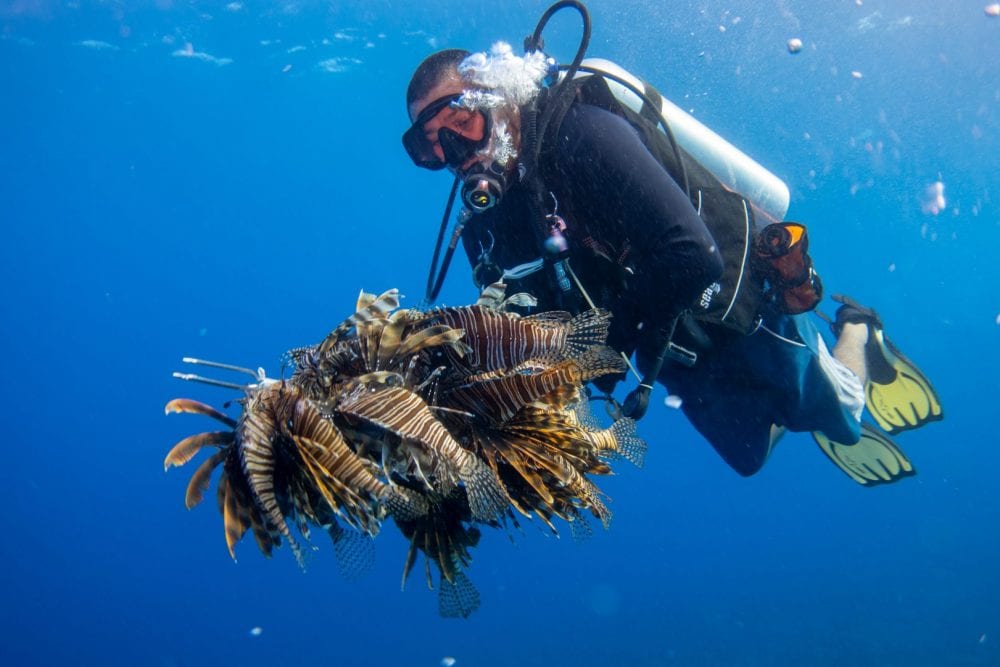 Spearfishing Lionfish in Belize