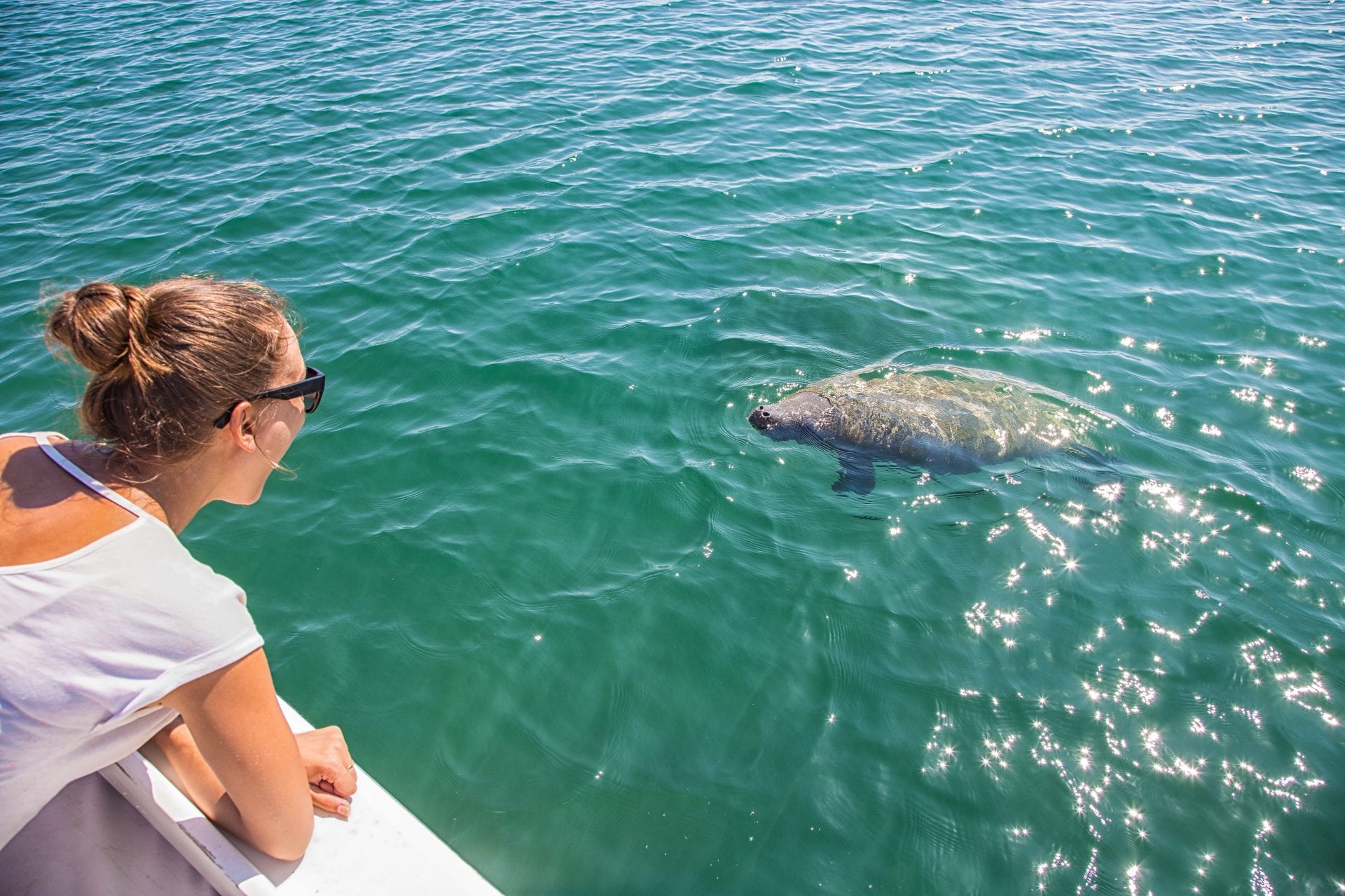 Monkey_River_manatee wildlife spotting