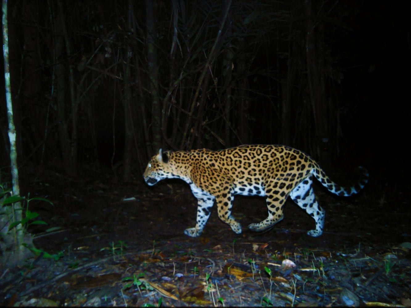 TIDE_Jaguar on the prowl