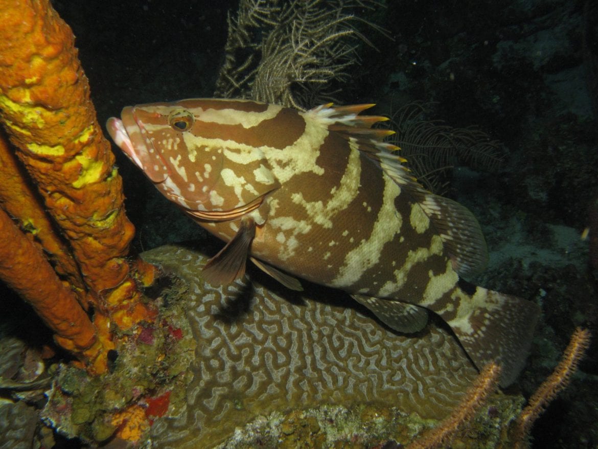 nassau grouper