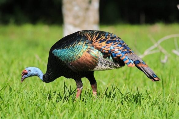 colorful ocellated turkey northern Belize vacation