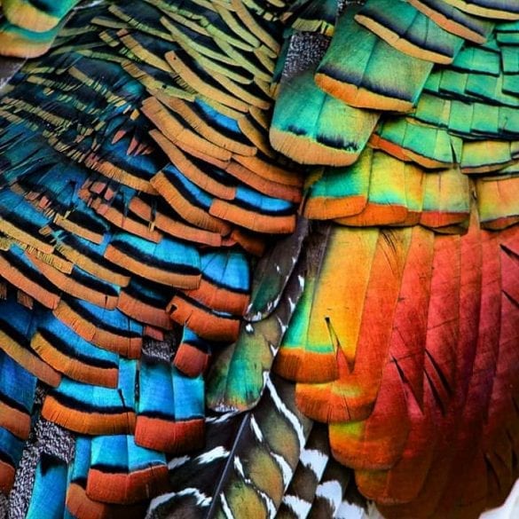 Ocellated Turkey Close up birding