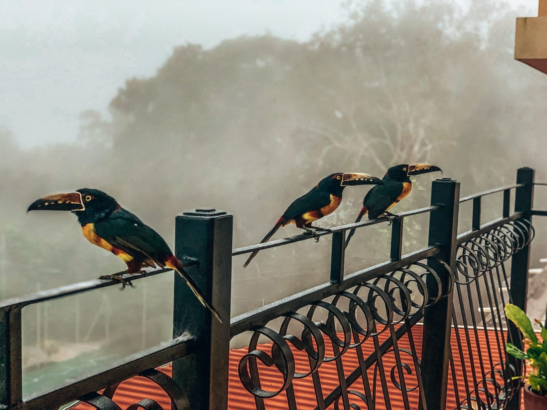 The toucans on our balcony at San Ignacio Resort [Photo Courtesy- Kaitlin Narciso]