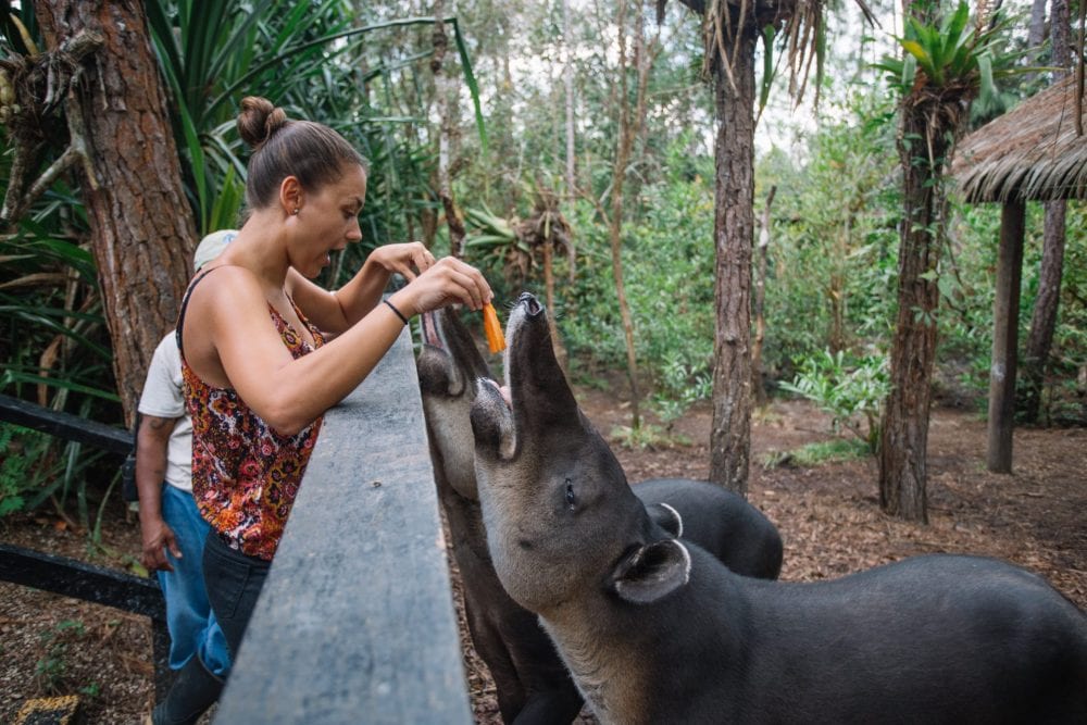 Belize Zoo tapir feeding carrots