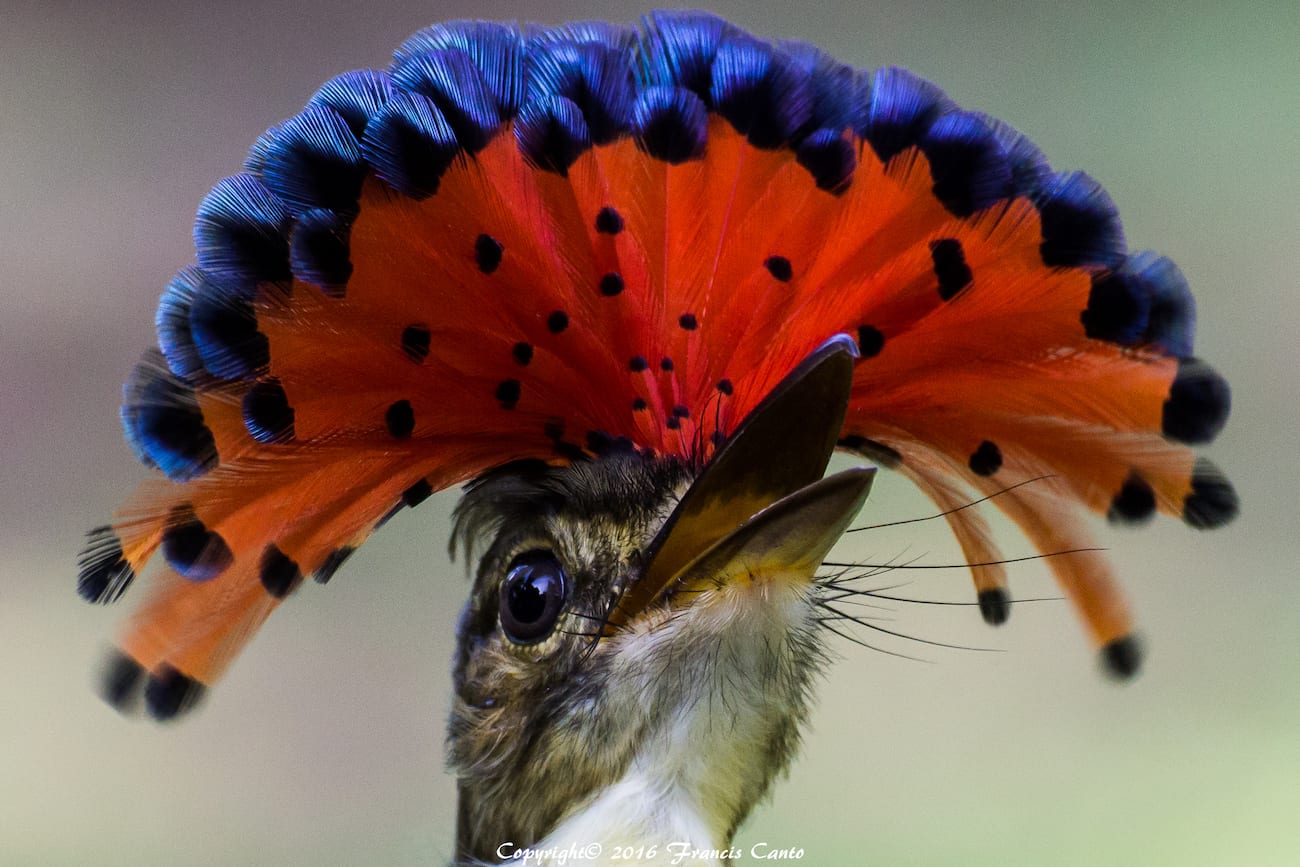 Royal-Flycatcher-by-Francis-Canto-Jr.-1