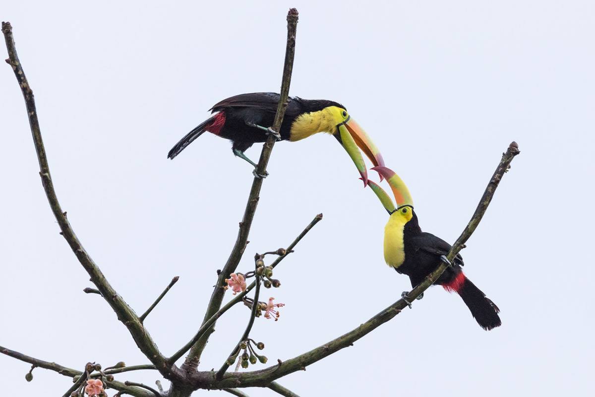 toucan pair san ignacio resort hotel