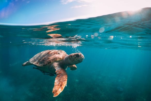 Belize’s Famous Royal Rat: Foodies Love Gibnut Seasoned & Stewed