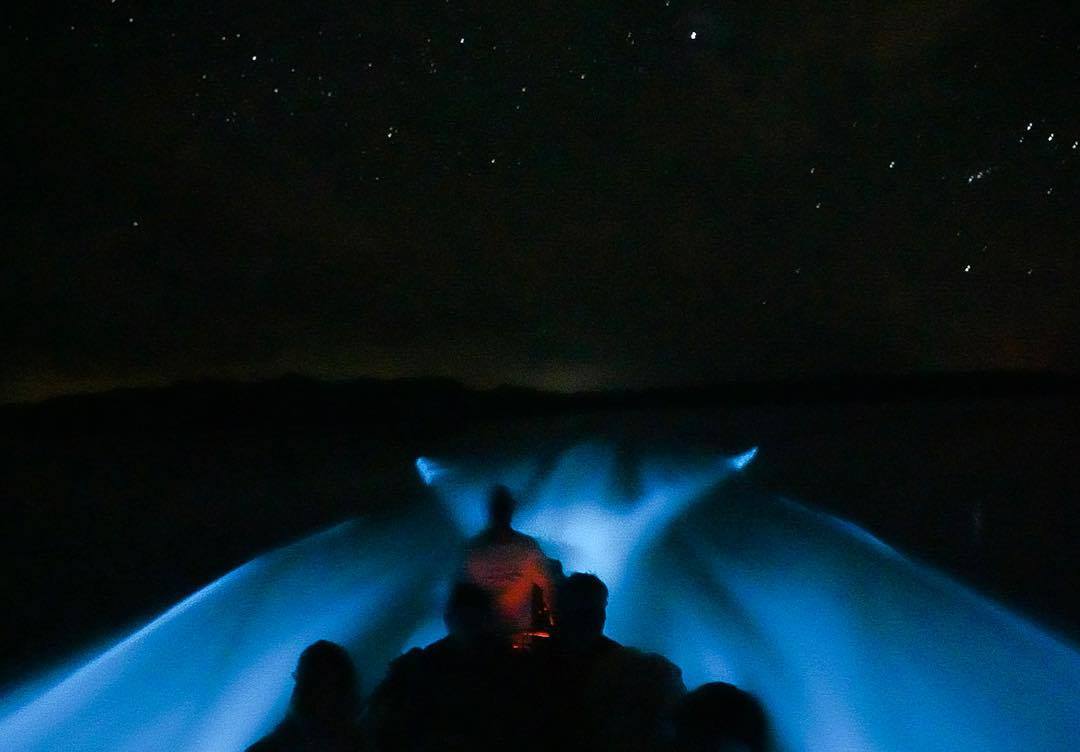 bioluminescence Hamanasi guest- Austin Schmitt⁠ hopkins