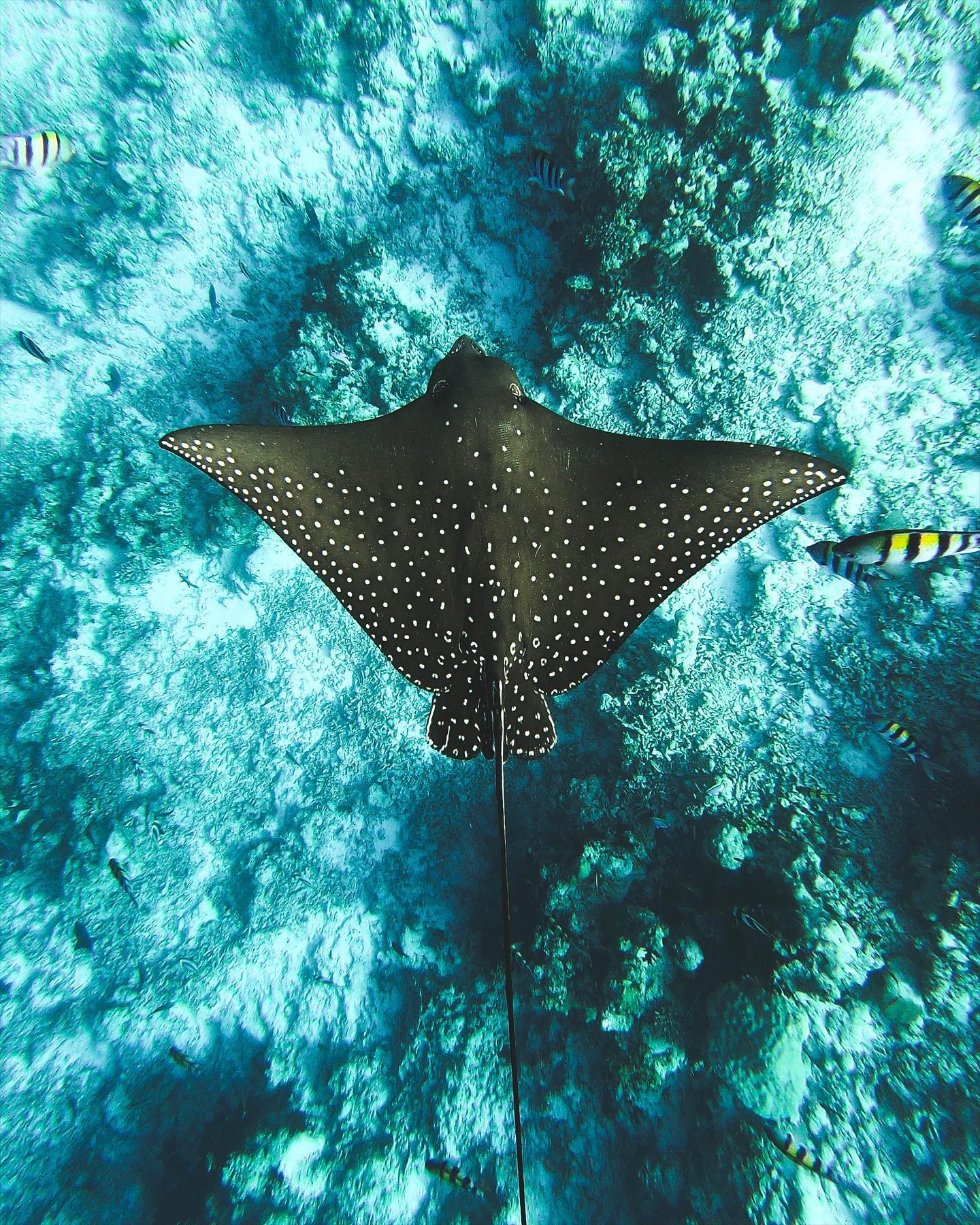 roeming spotted eagle ray belize