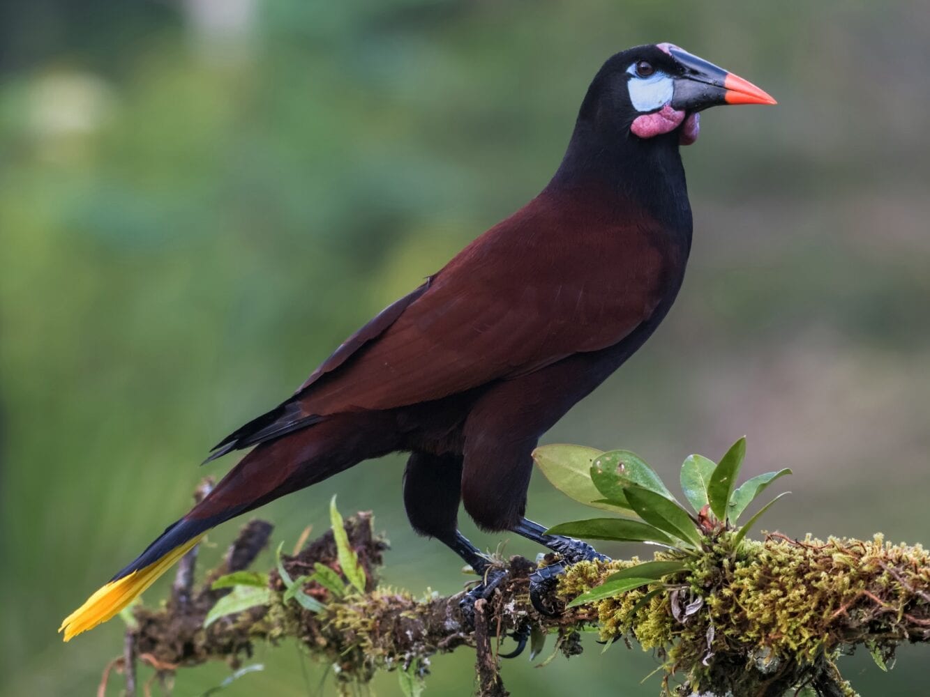 Eight Beautiful Birds In Belize To Spot On Your Belize Vacation