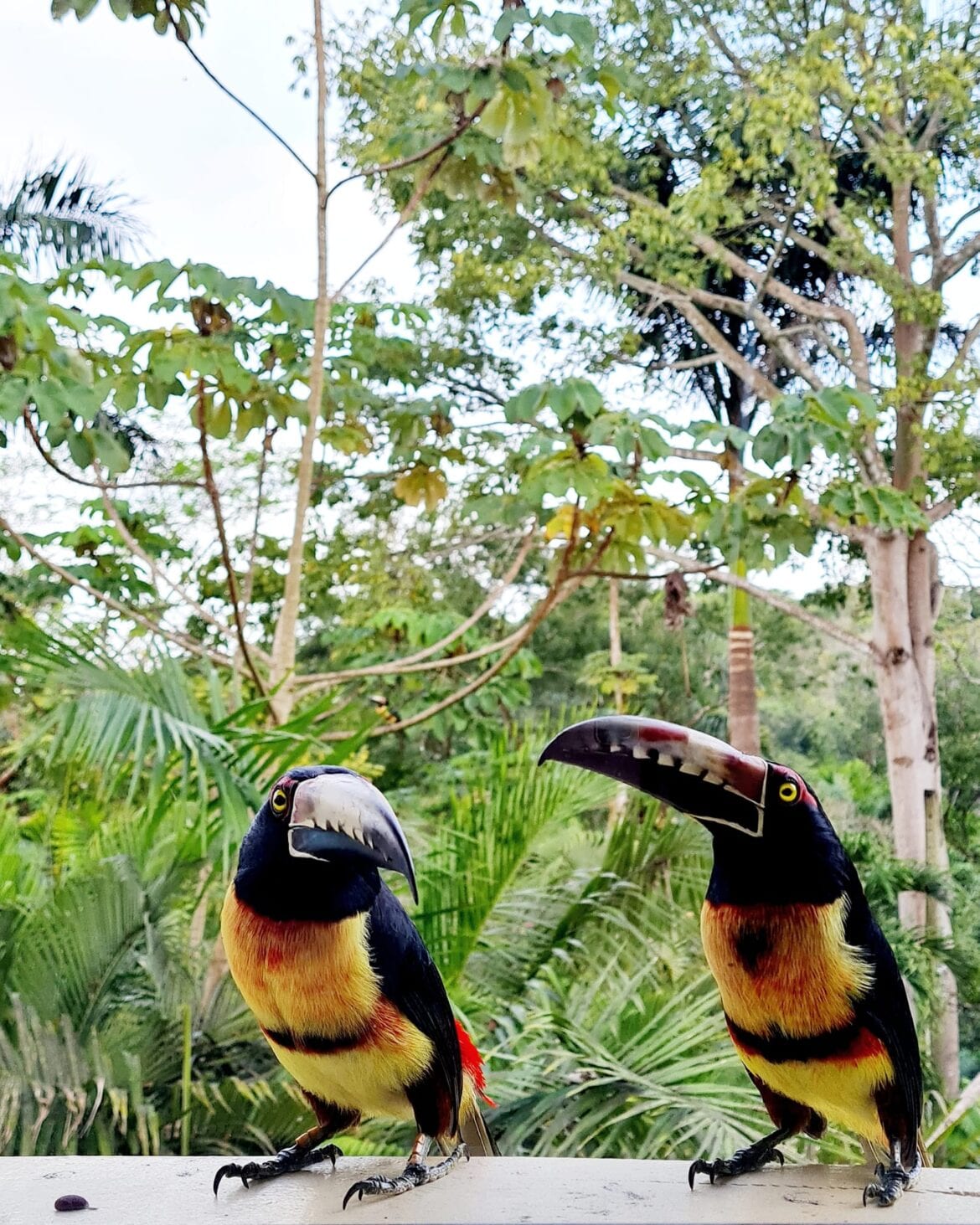 collared aracari belize San Ignacio belize