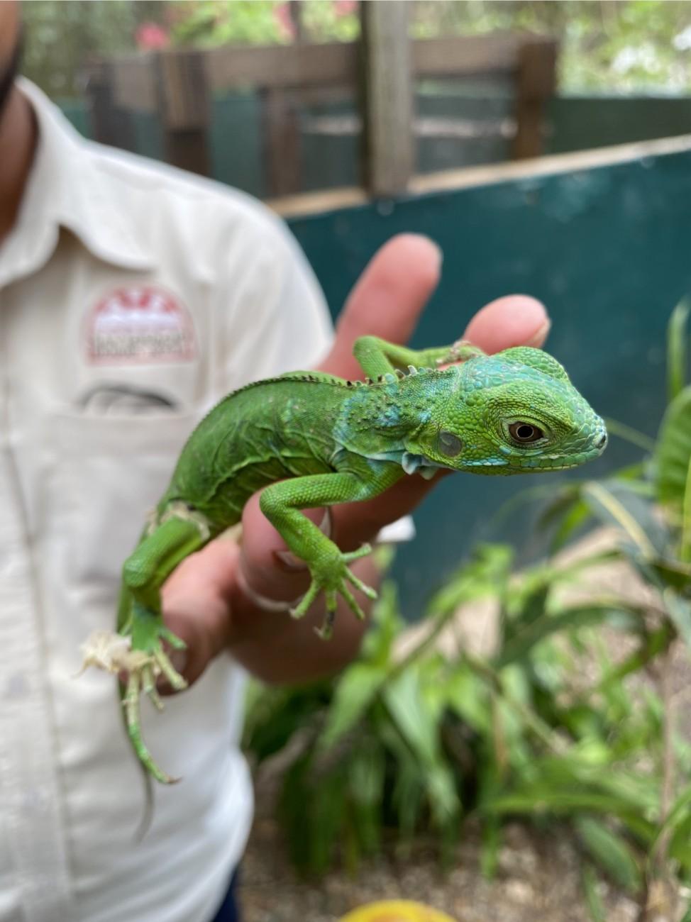 Luis and a juvenile Green Iguana.