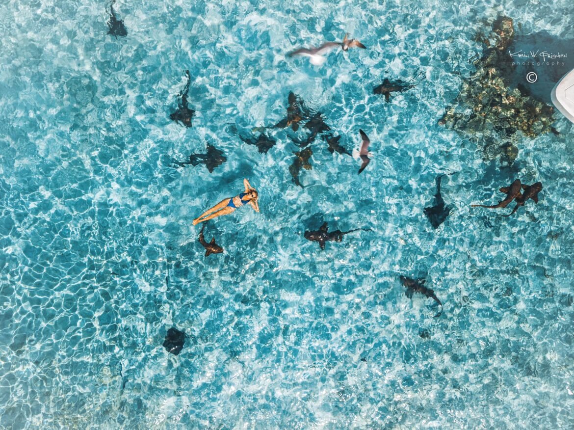 aerial-swim-shark-belize-caribbean-sea-kevin-quischan