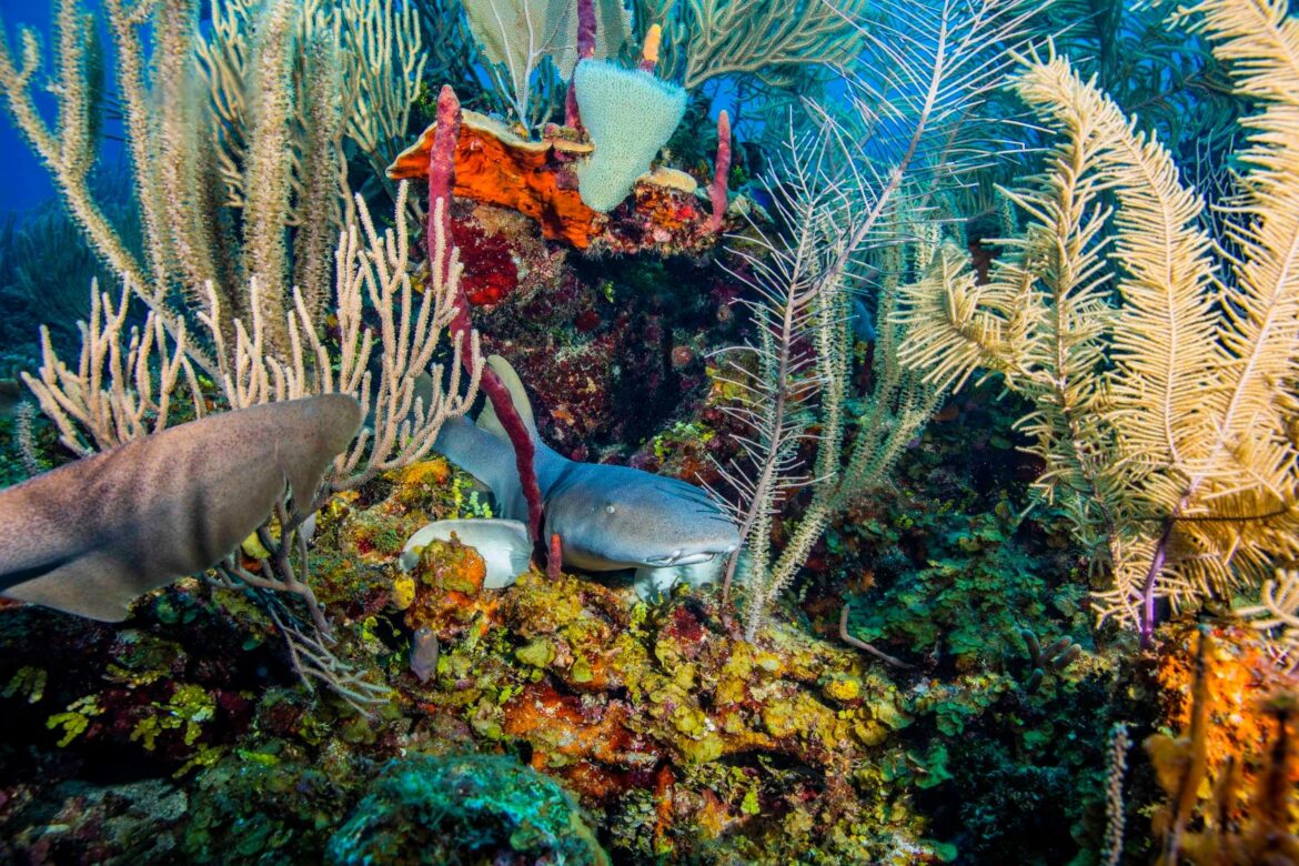 belize-underwater-coral-shark-Bill-Carmella-splash-dive