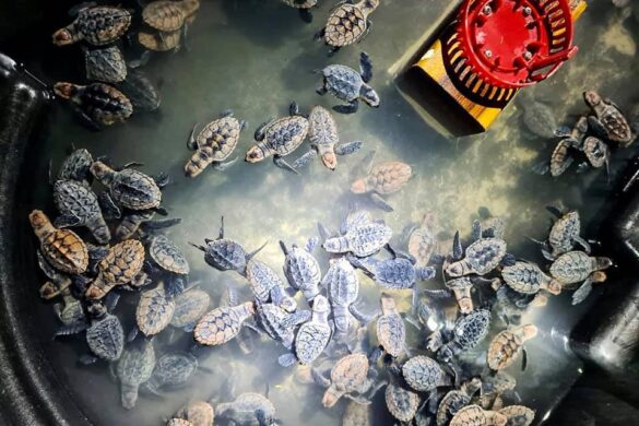 Belize’s Famous Royal Rat: Foodies Love Gibnut Seasoned & Stewed