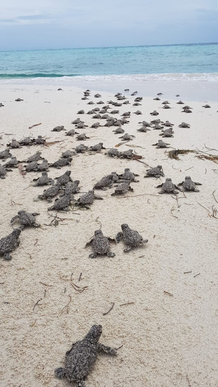 ranguana-caye-turtle-nesting-hatch