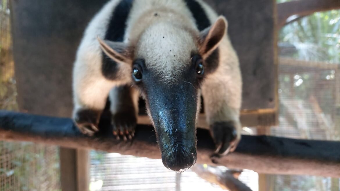 archie-the-anteater-belize-zoo-8