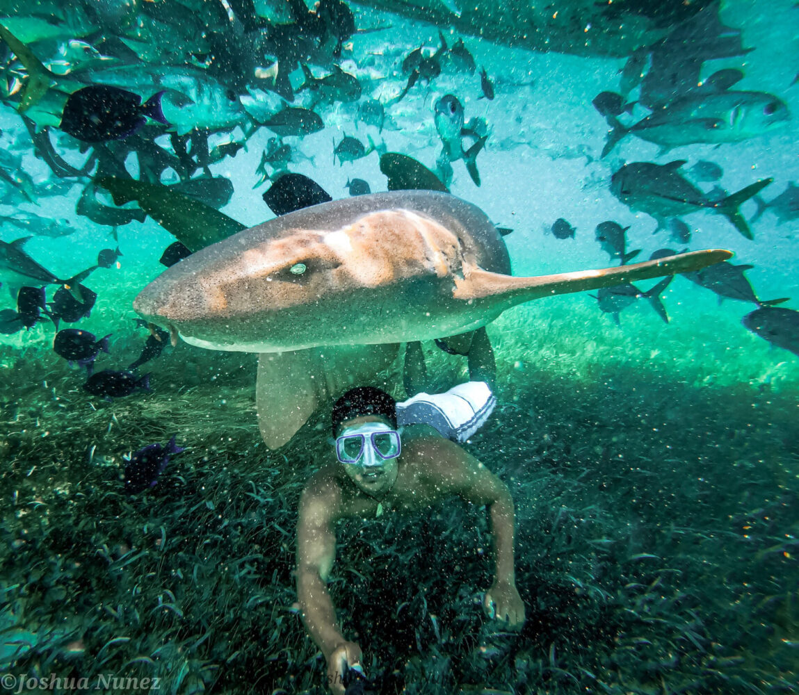 nurse shark snorkel