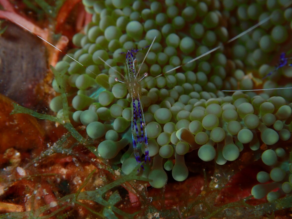 underwater-macro-critter-belize-diving-john-romero