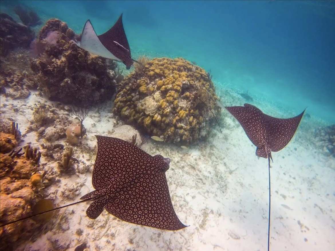 mexico-rocks-pro-dive-center-belize-ambergris
