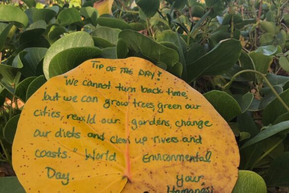 Belize’s Famous Royal Rat: Foodies Love Gibnut Seasoned & Stewed