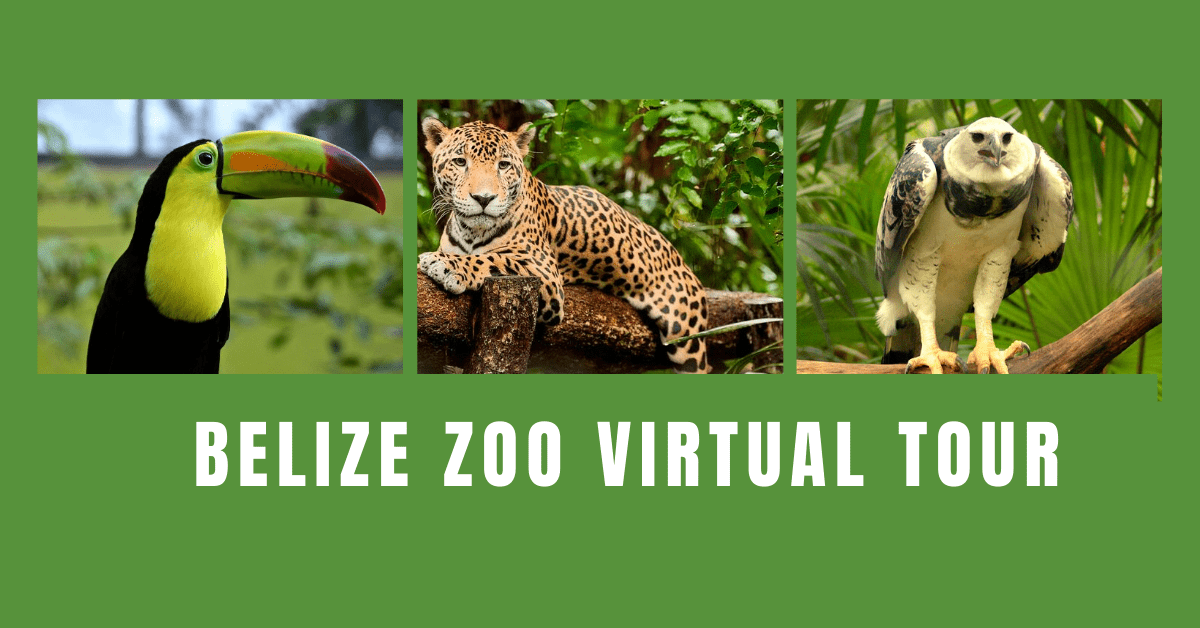 Belize-Zoo-Virtual-Tour