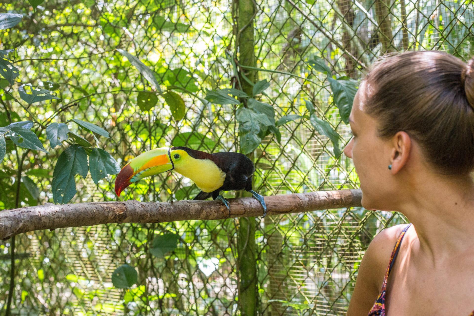 BelizeZoo6