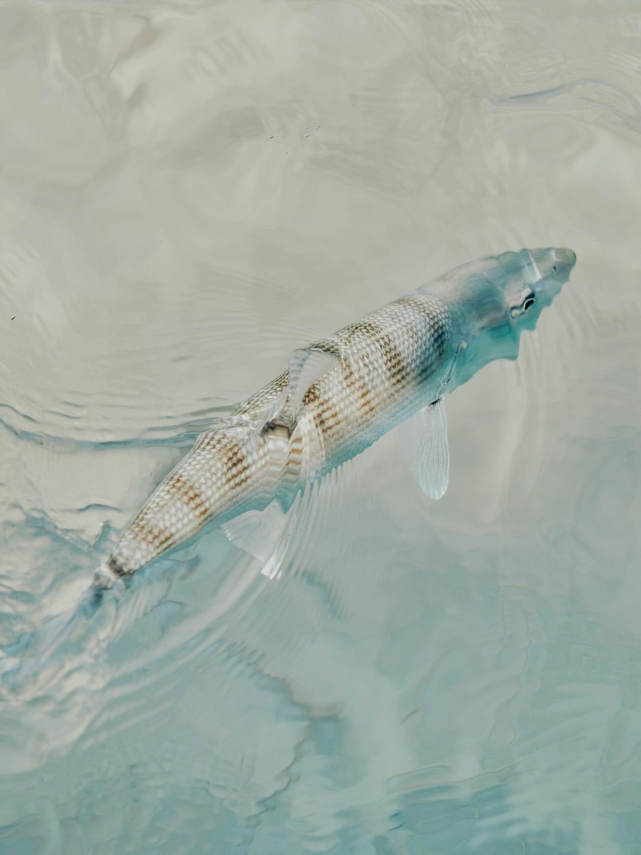 Bonefish-Gear-Patrol