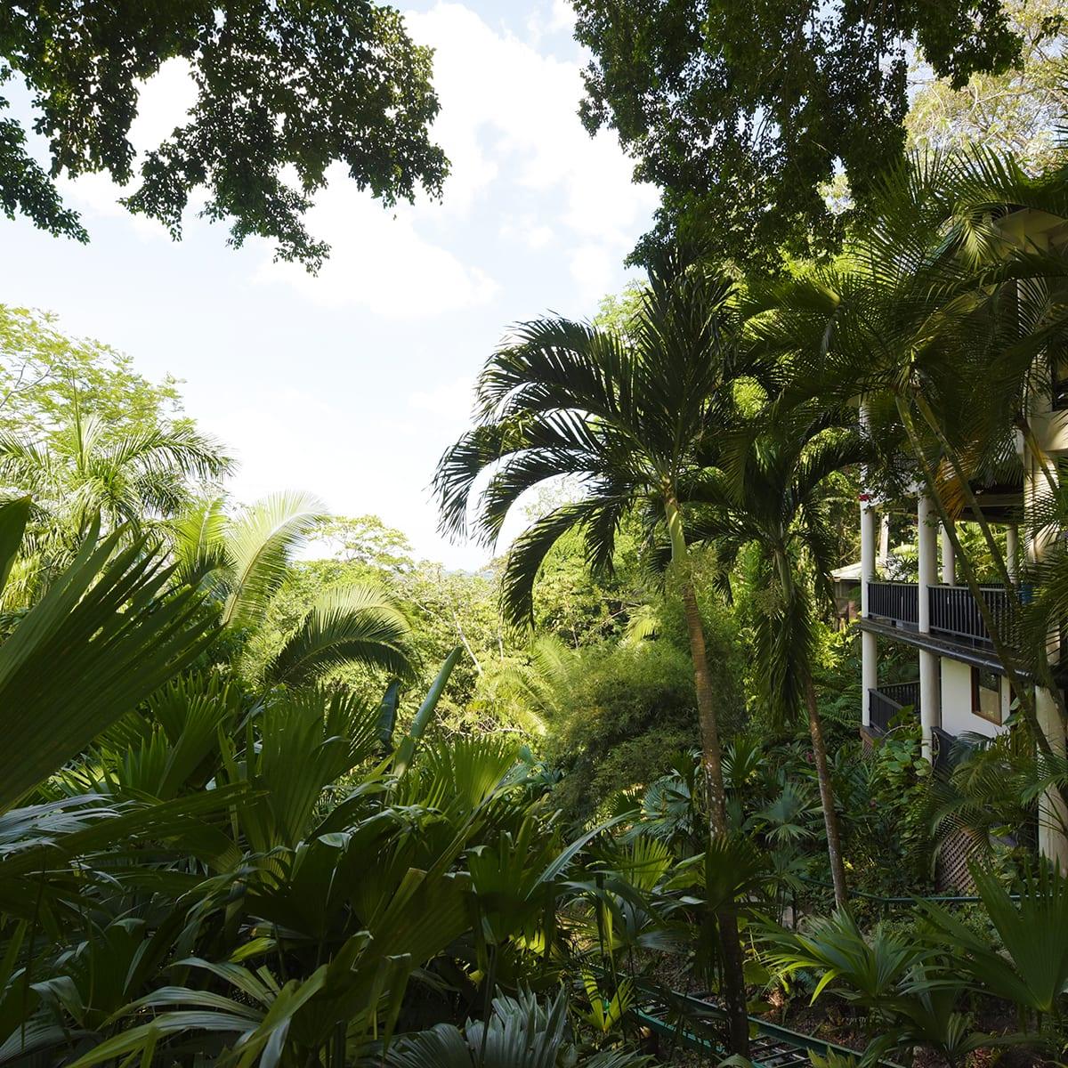 Copal-Tree-Lodge