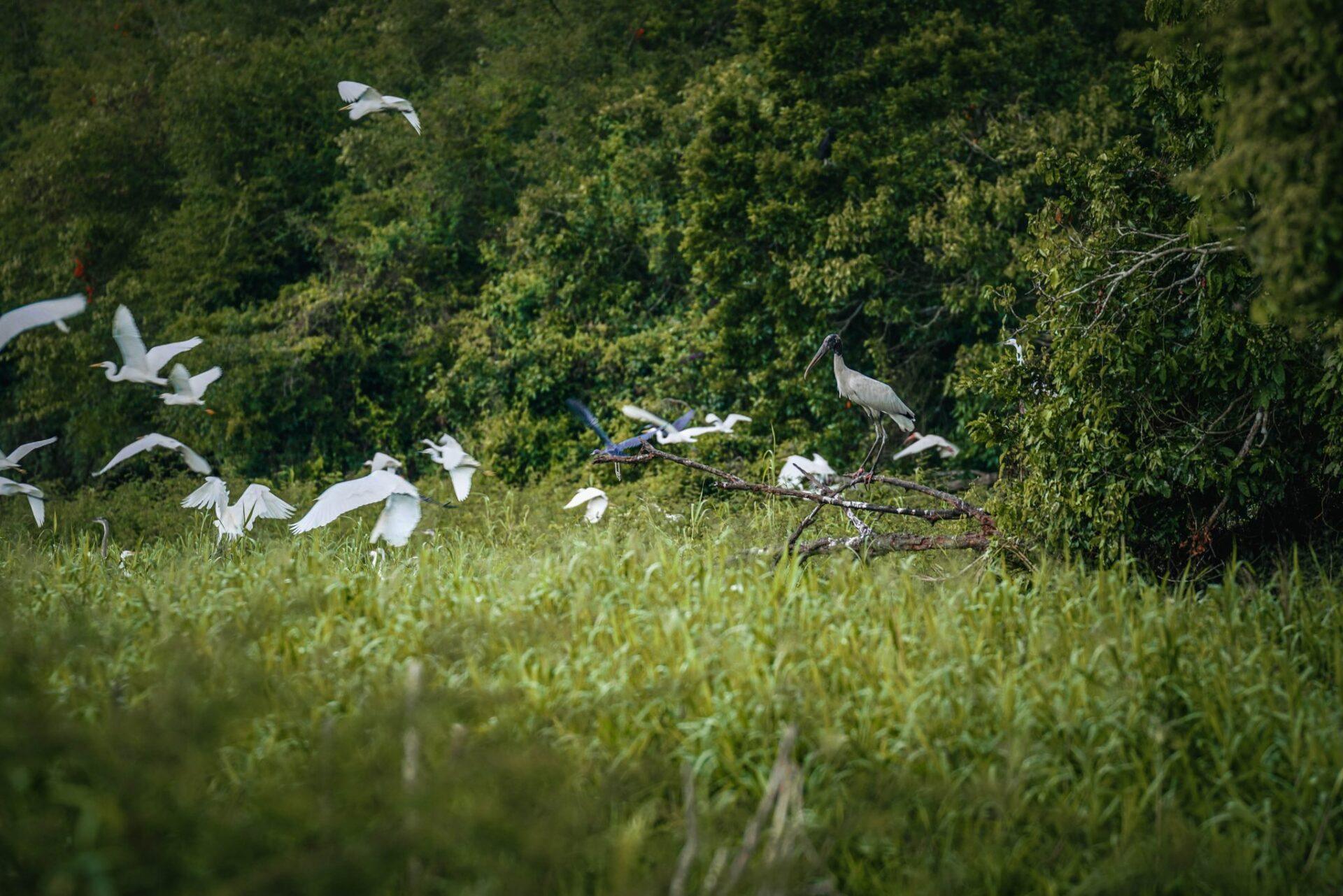 CrookedTree-Birds-07-2048x1366-1