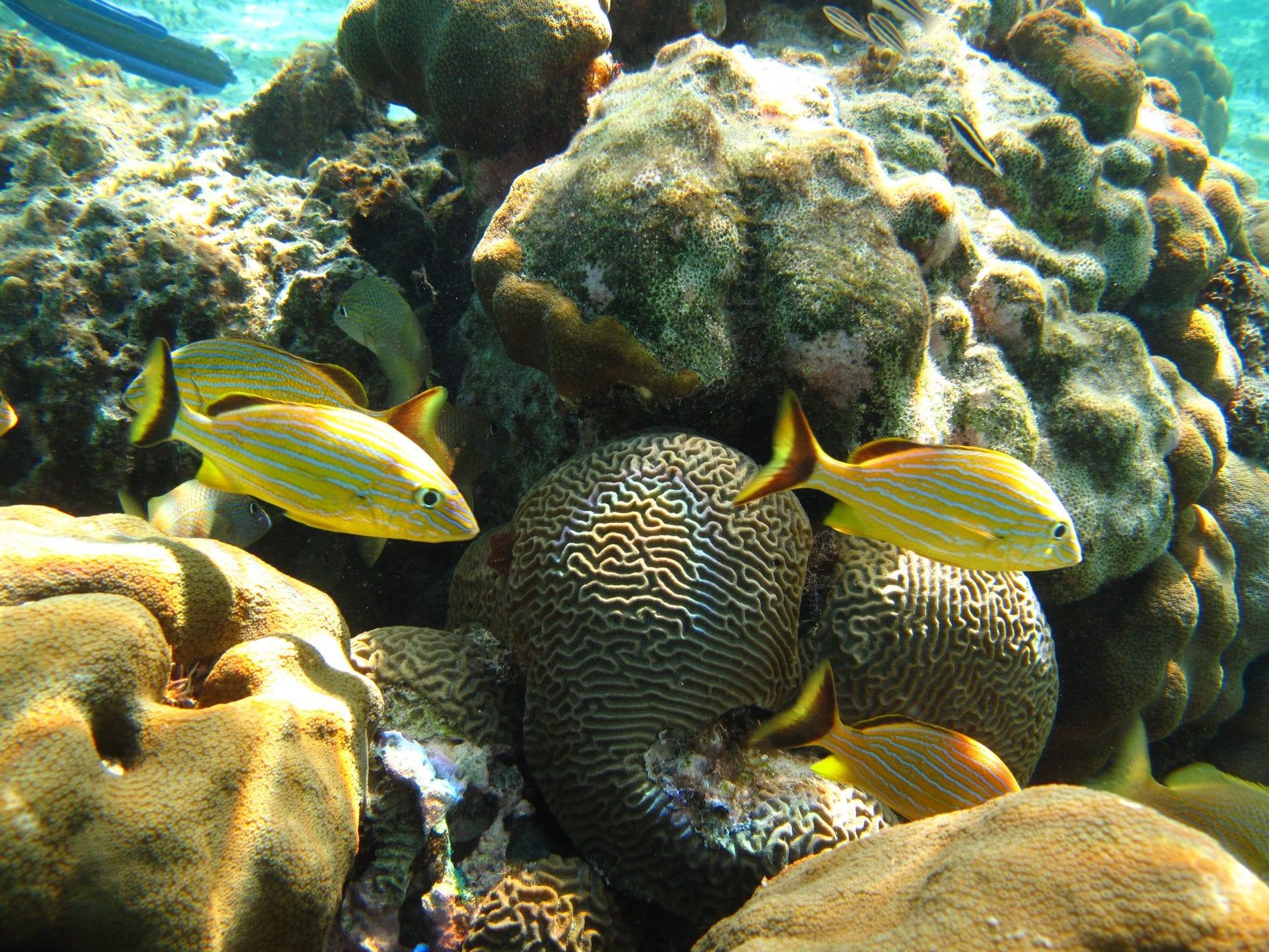 Diving-11