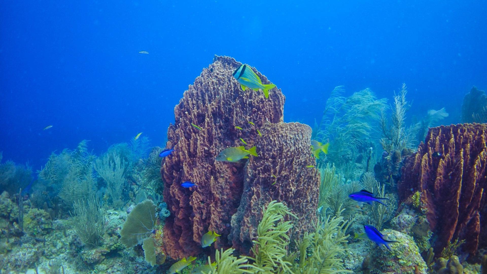 Diving1