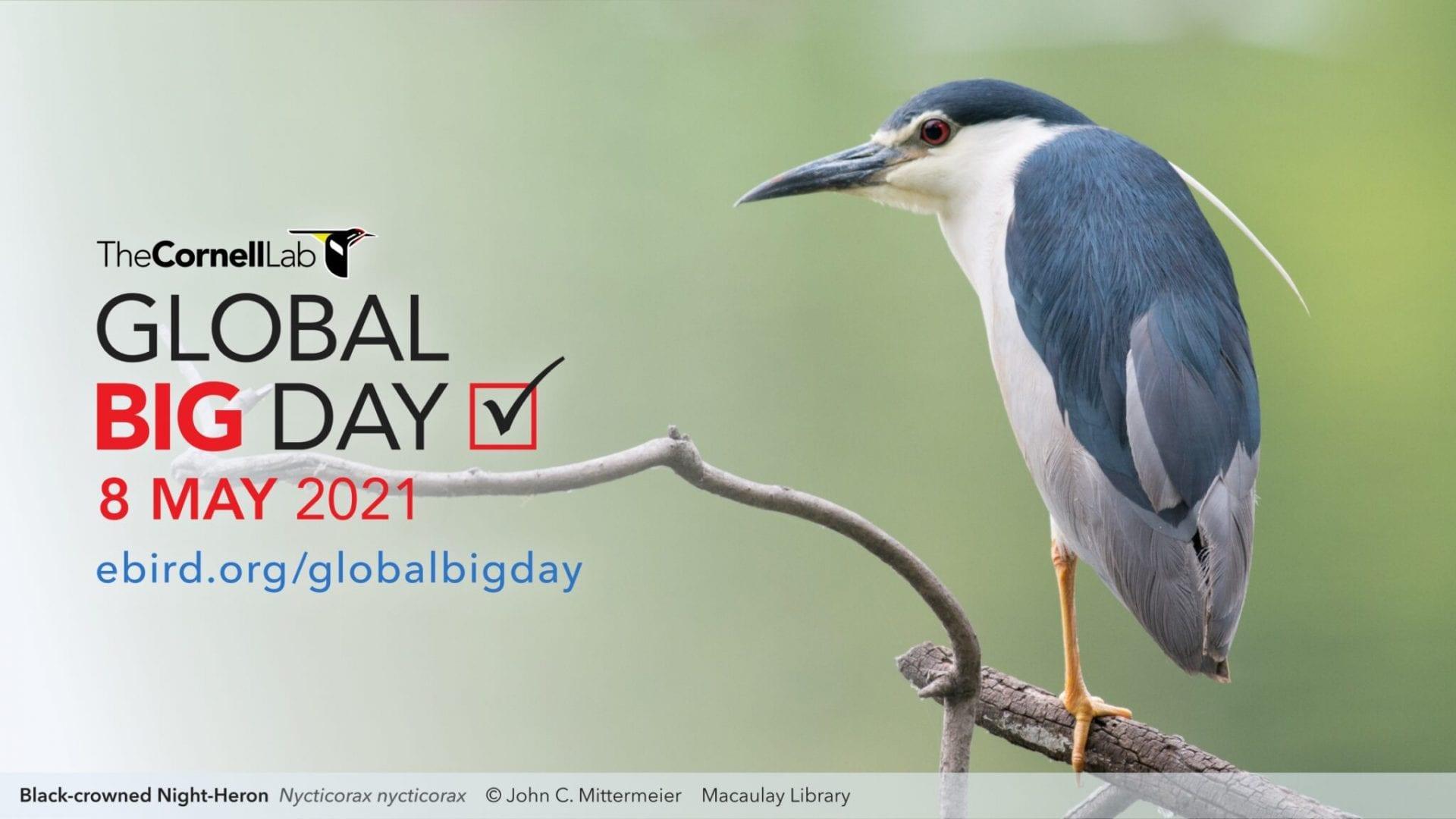 Global-Big-Day