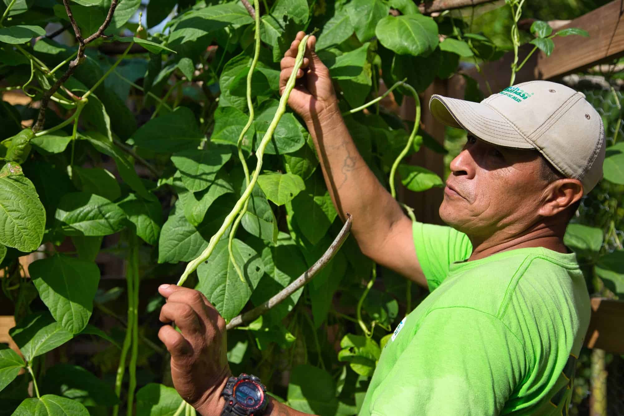 Hamanasi-Sustainability-Initiatives