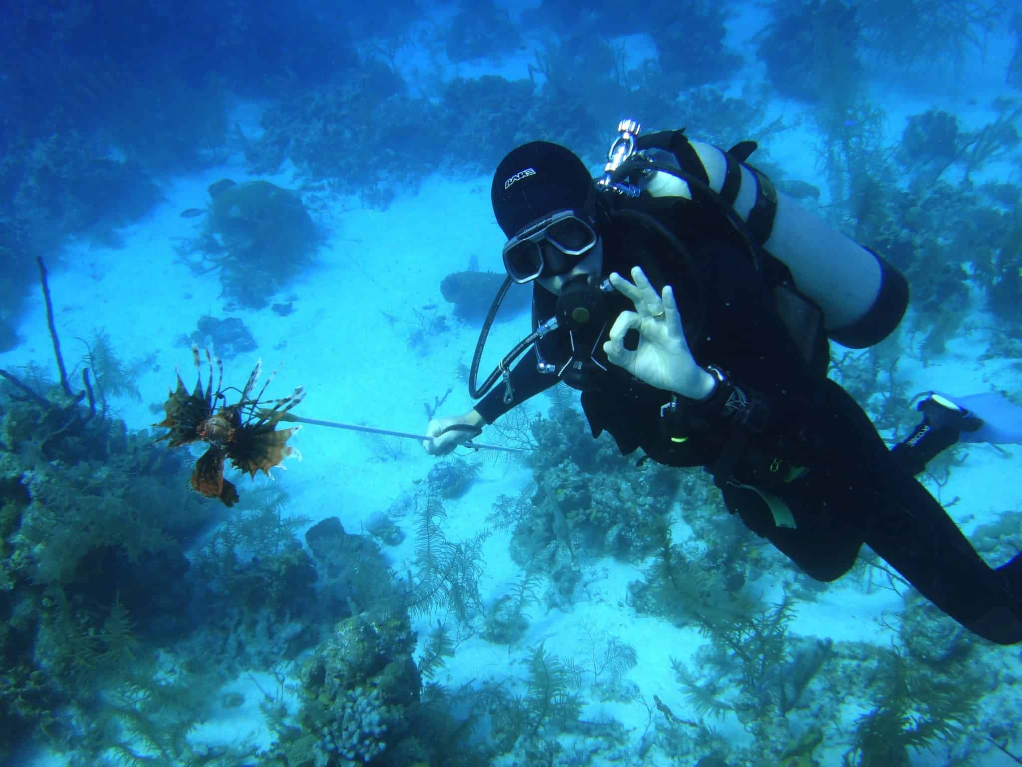 Hamanasi-lionfish