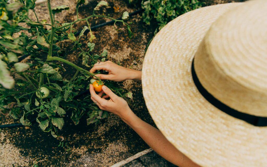 Itzana-Garden
