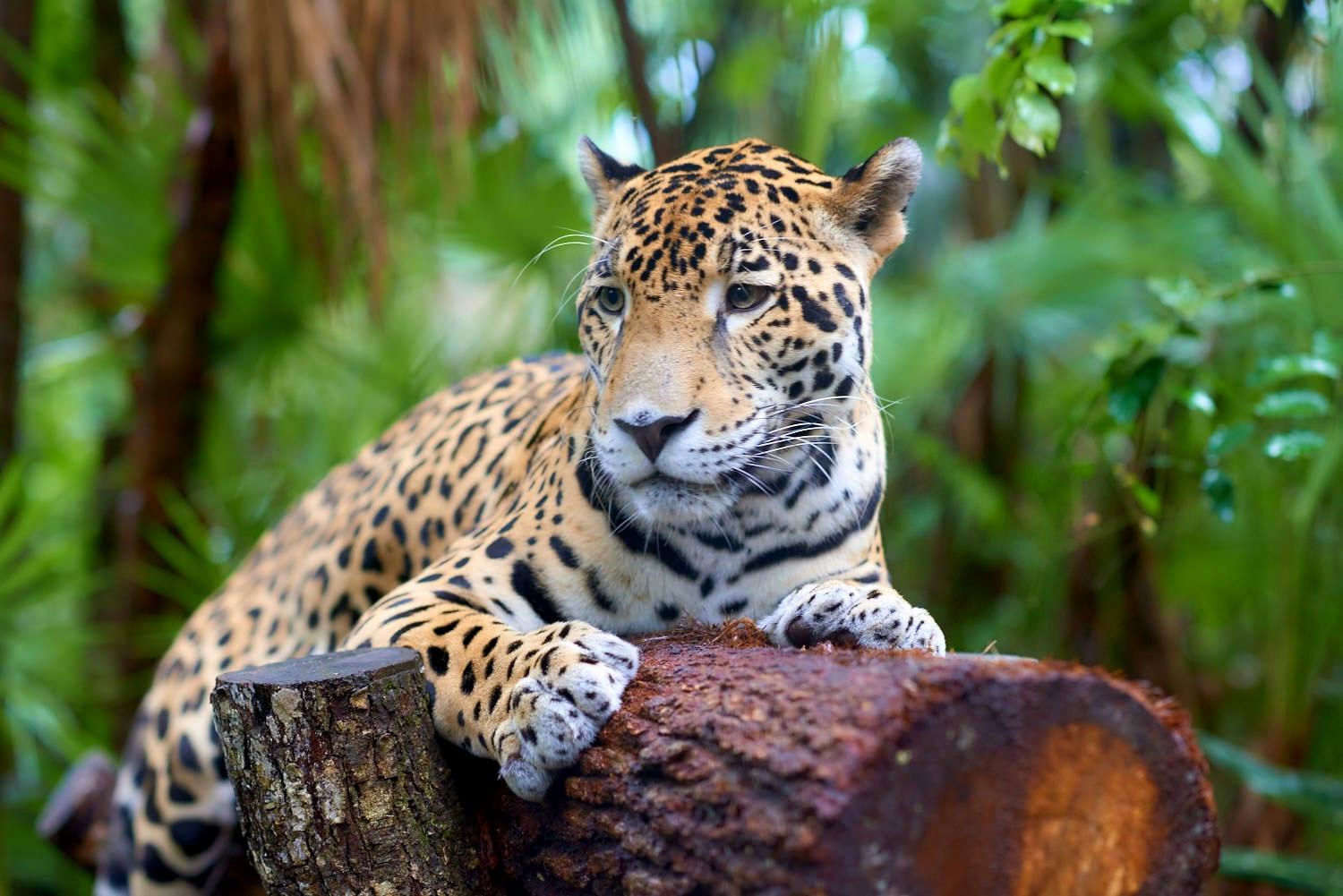 Jaguar-leo-mendez