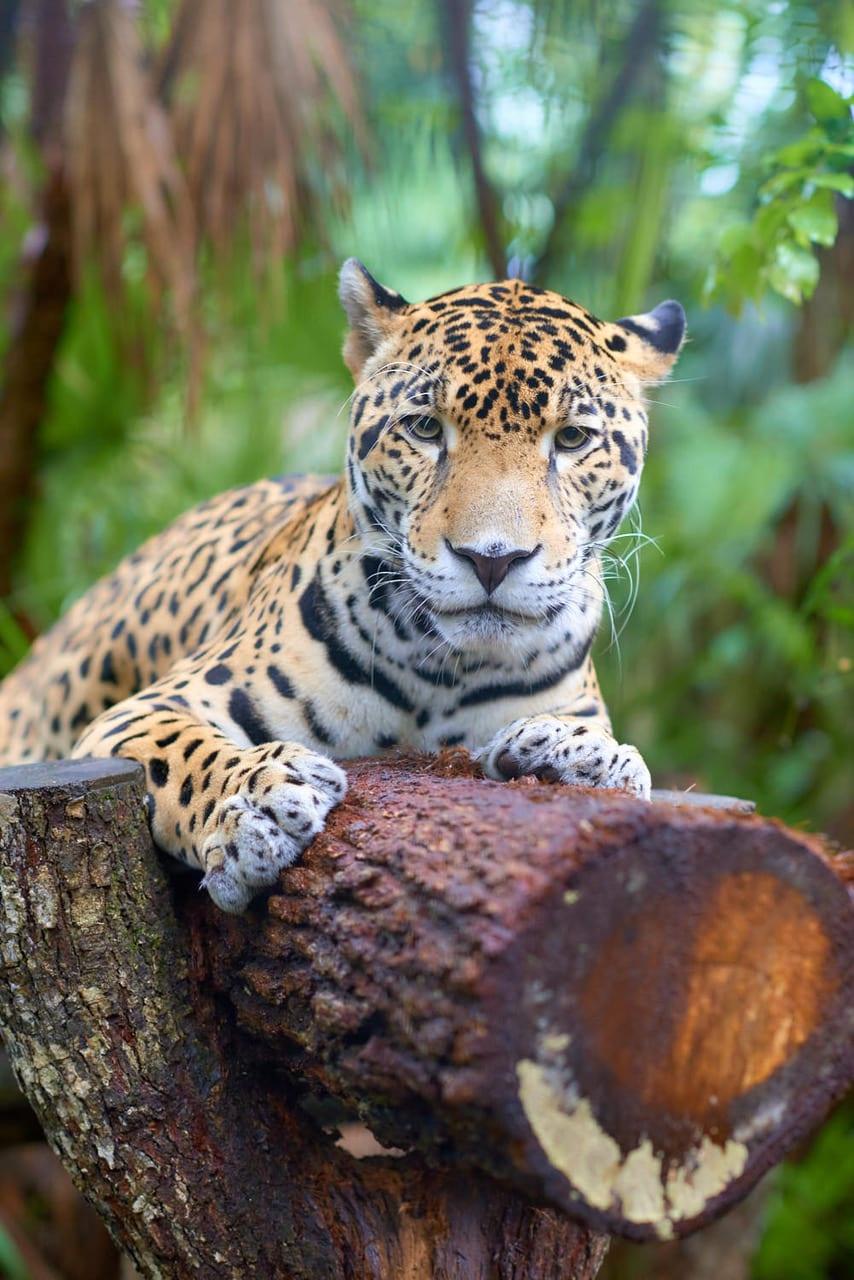 Jaguar