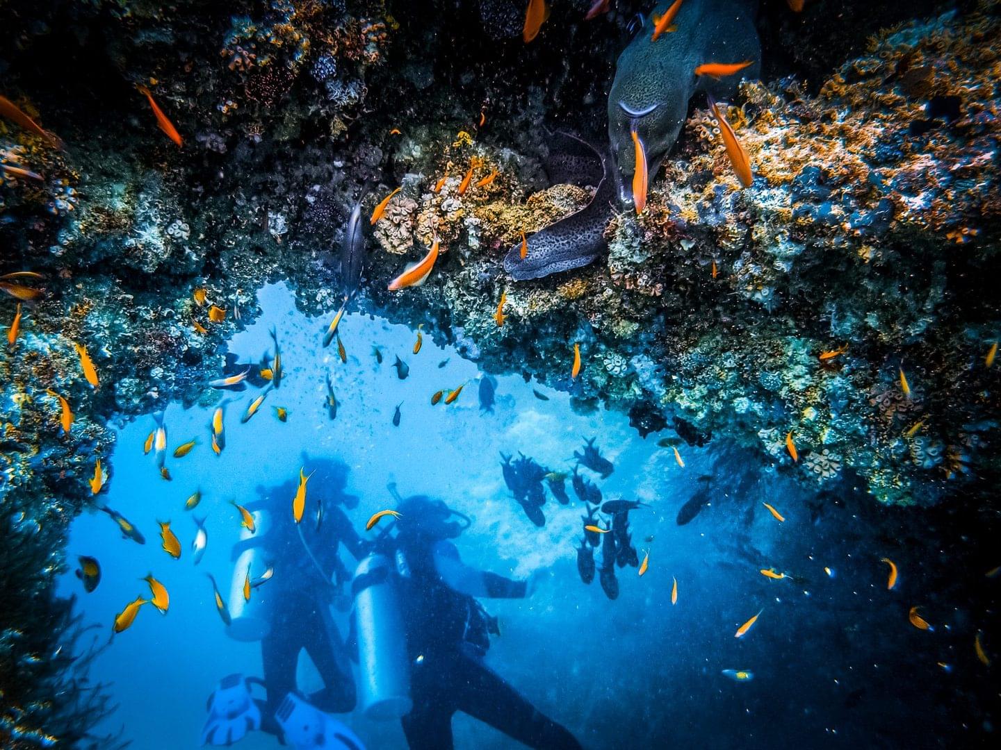 PADI-belize-reef-diving-1