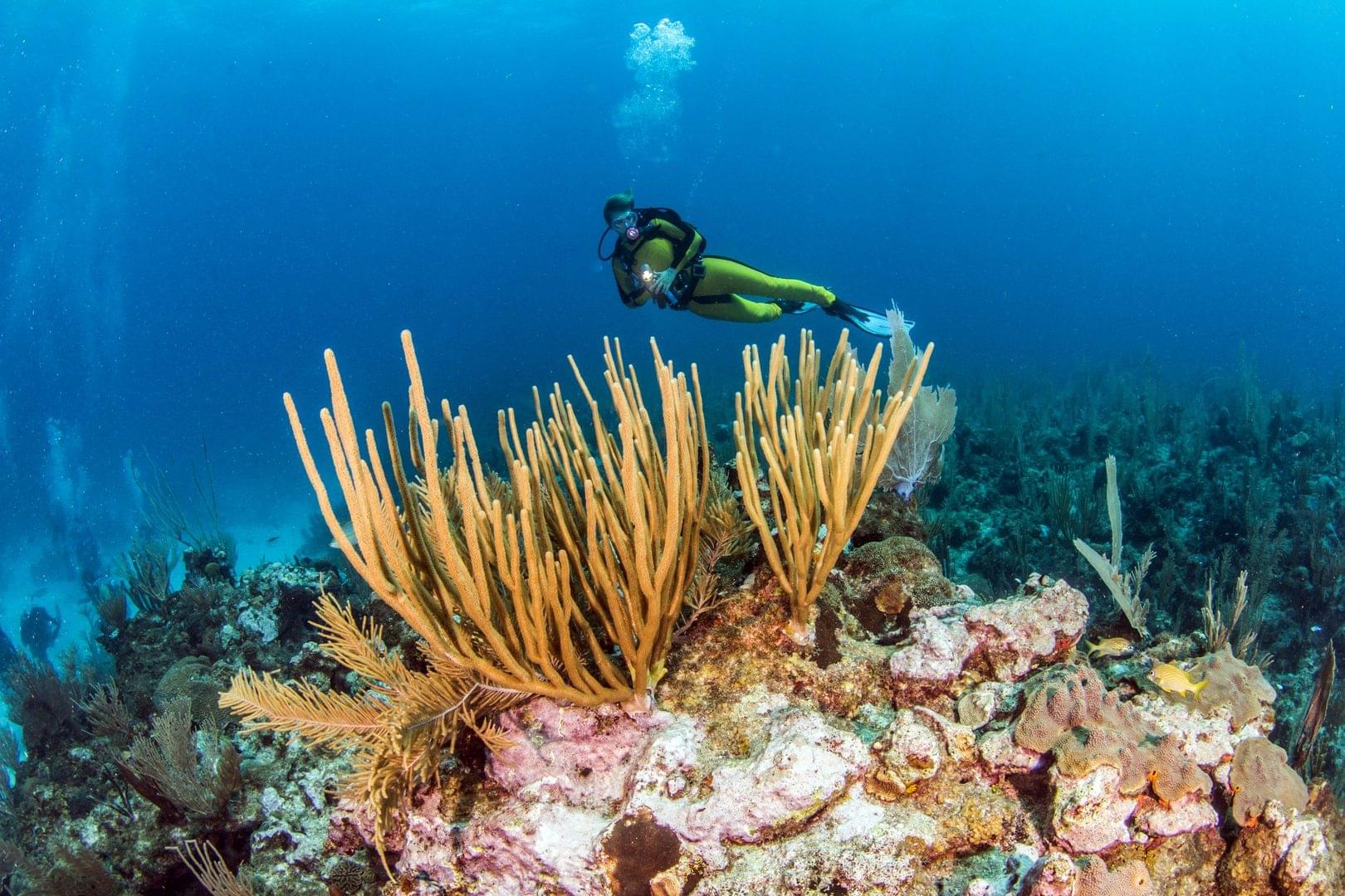 PADI-belize-reef-diving-2